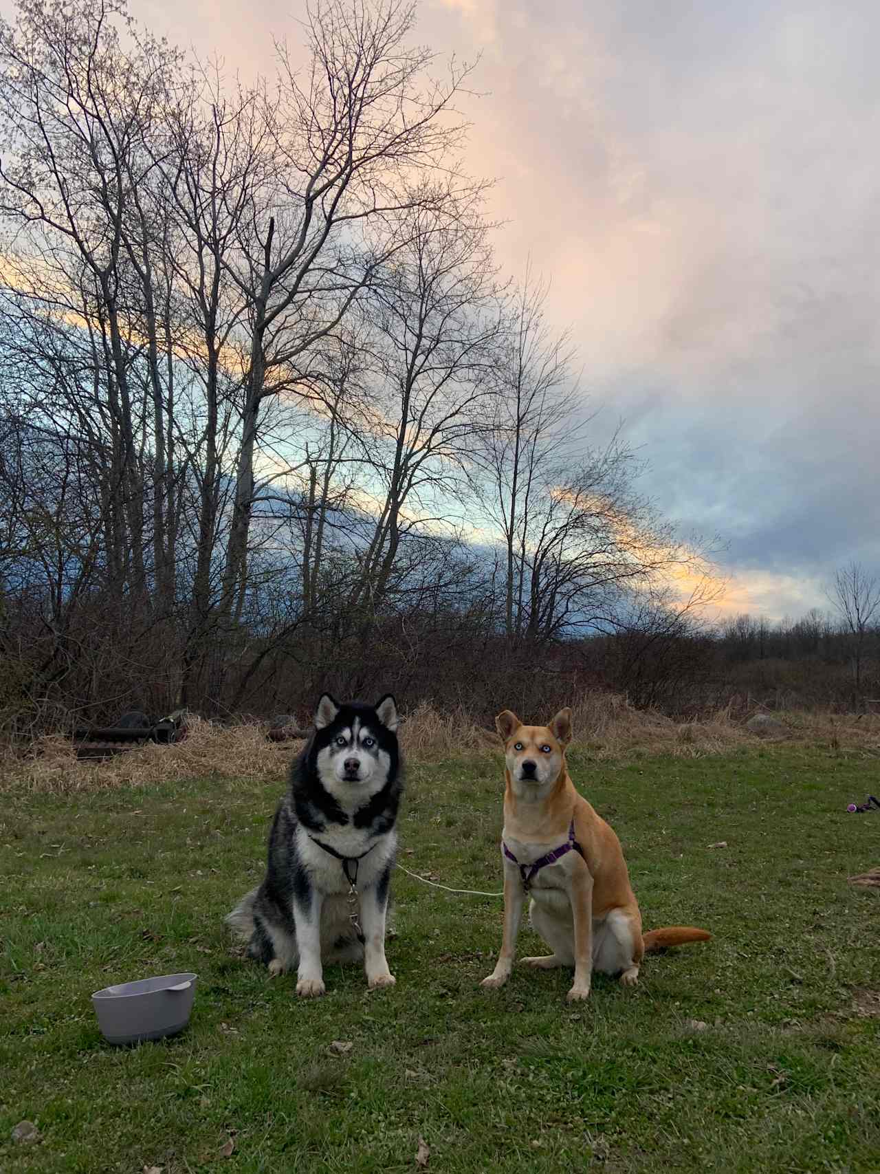 Cute pups enjoying the evening