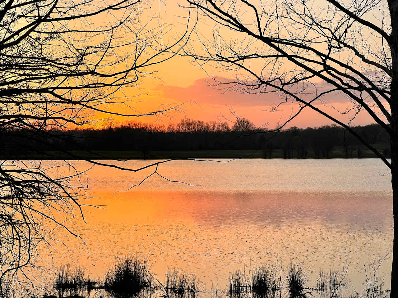 Tall Tree Lake