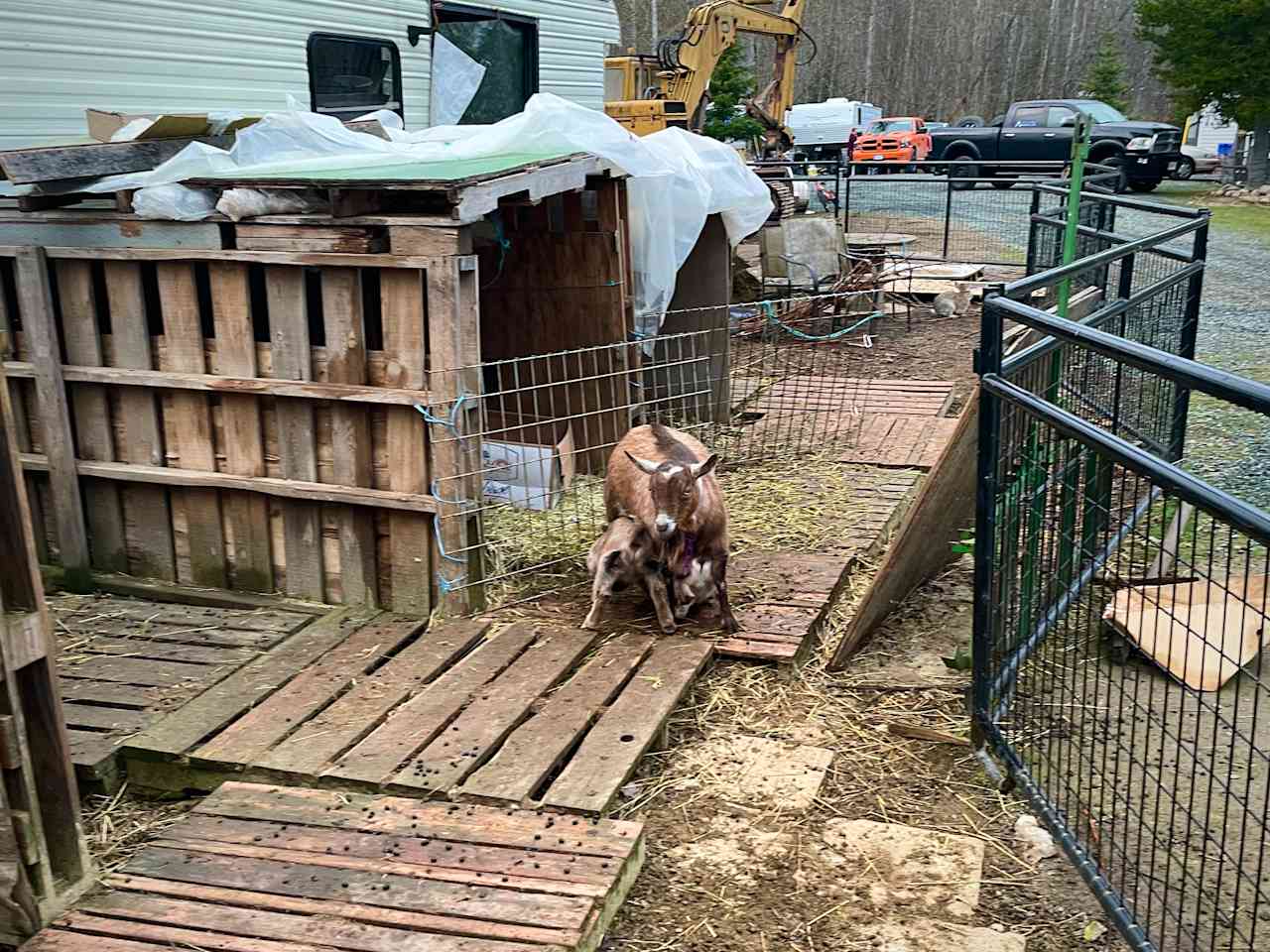 Goats and Boats