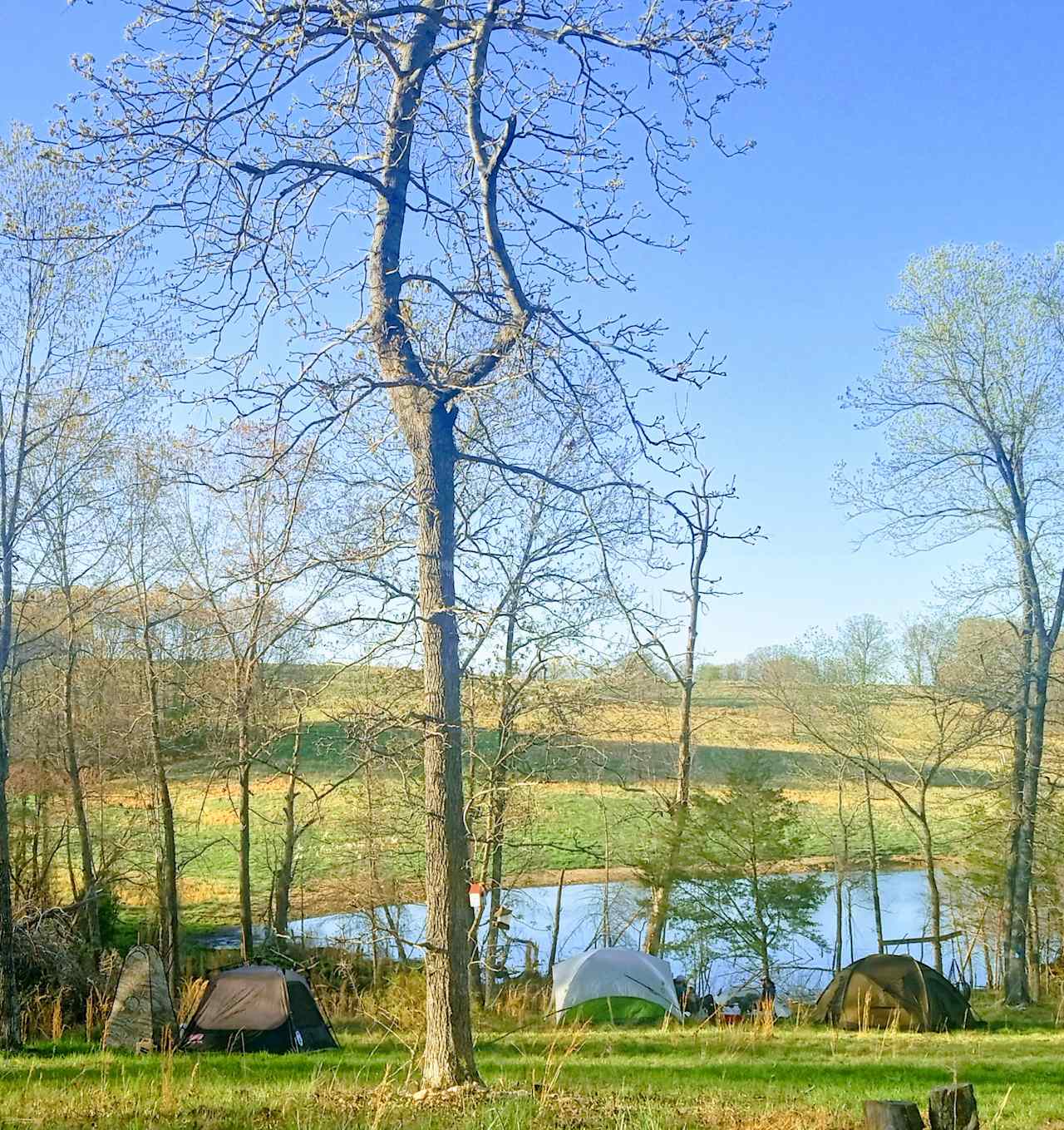 Beaver pond view