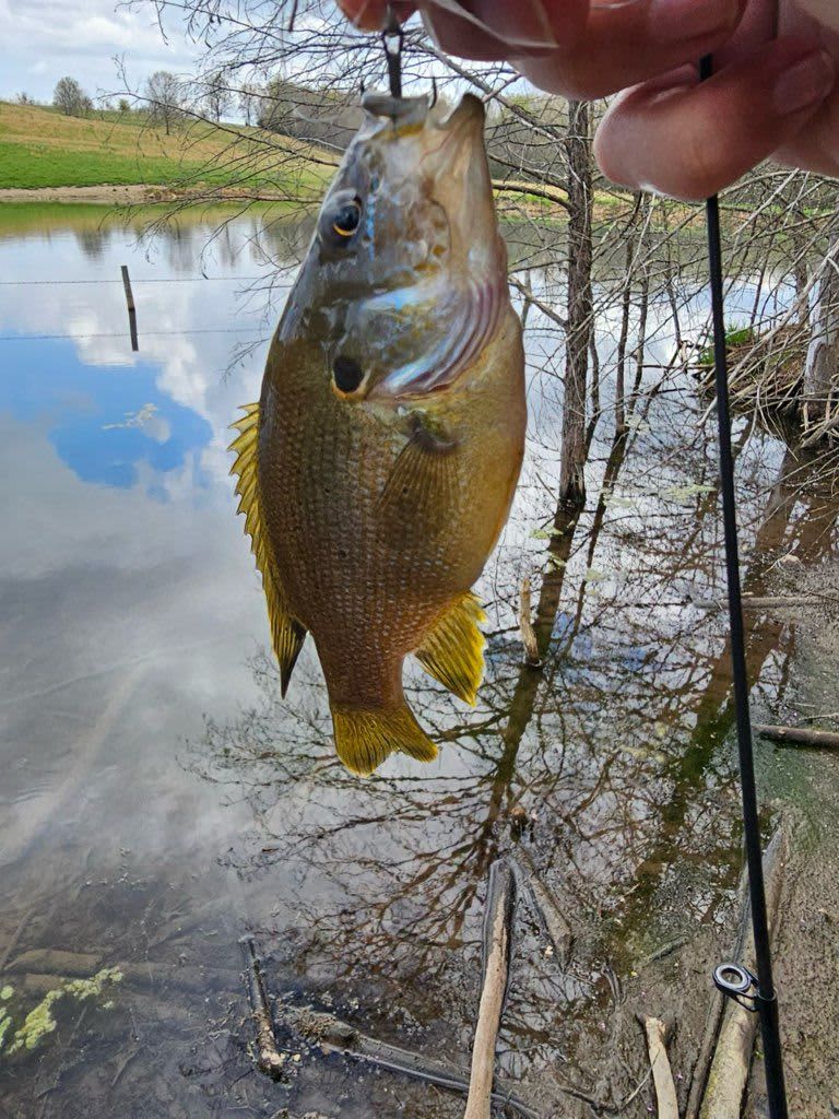 Beaver pond view