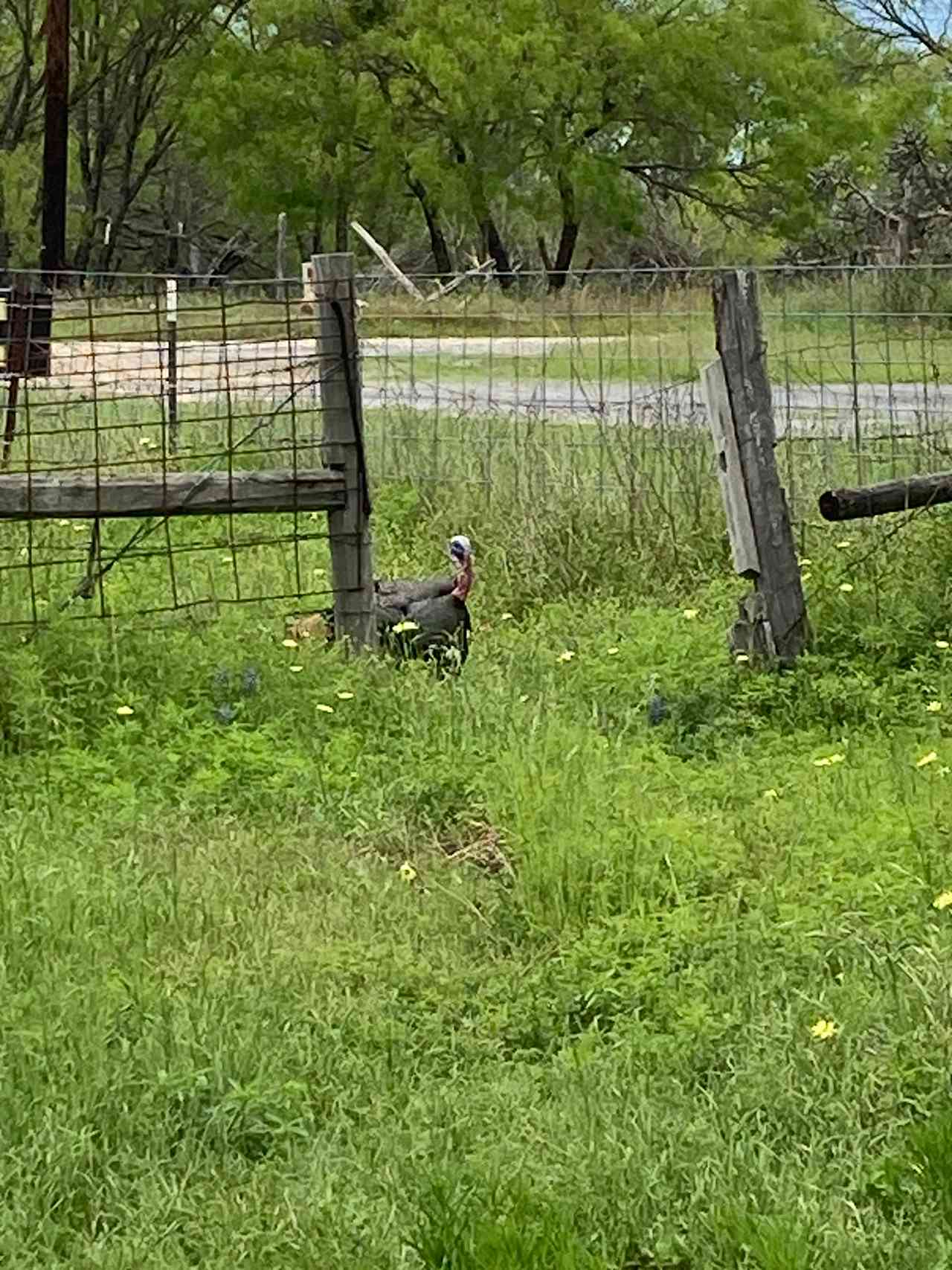 Turkeys -N- Deer