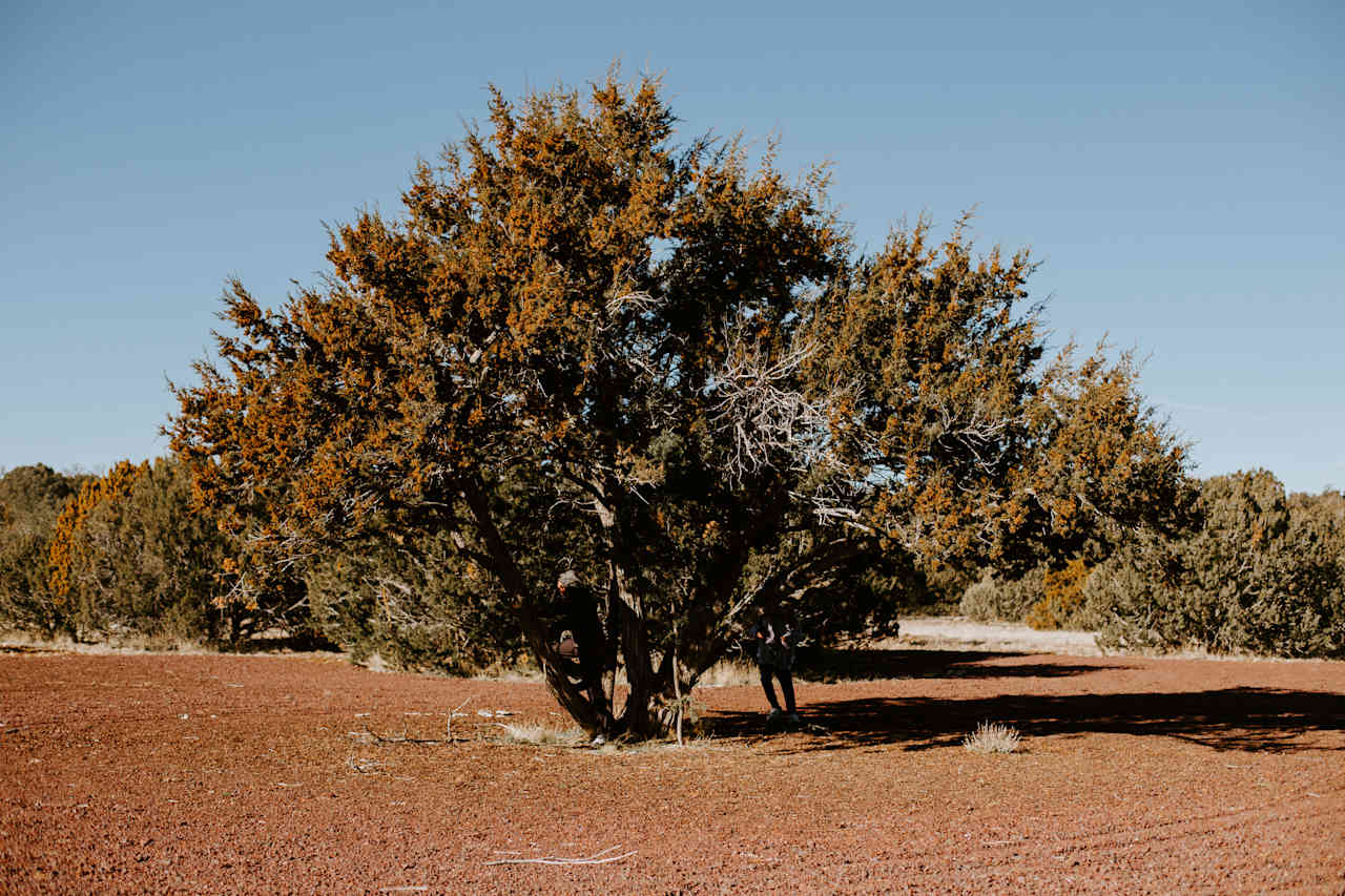 Climbing a tree.