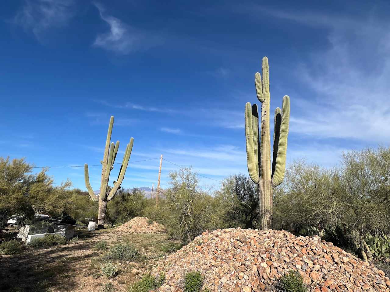 Crested Saguaro Ranchita