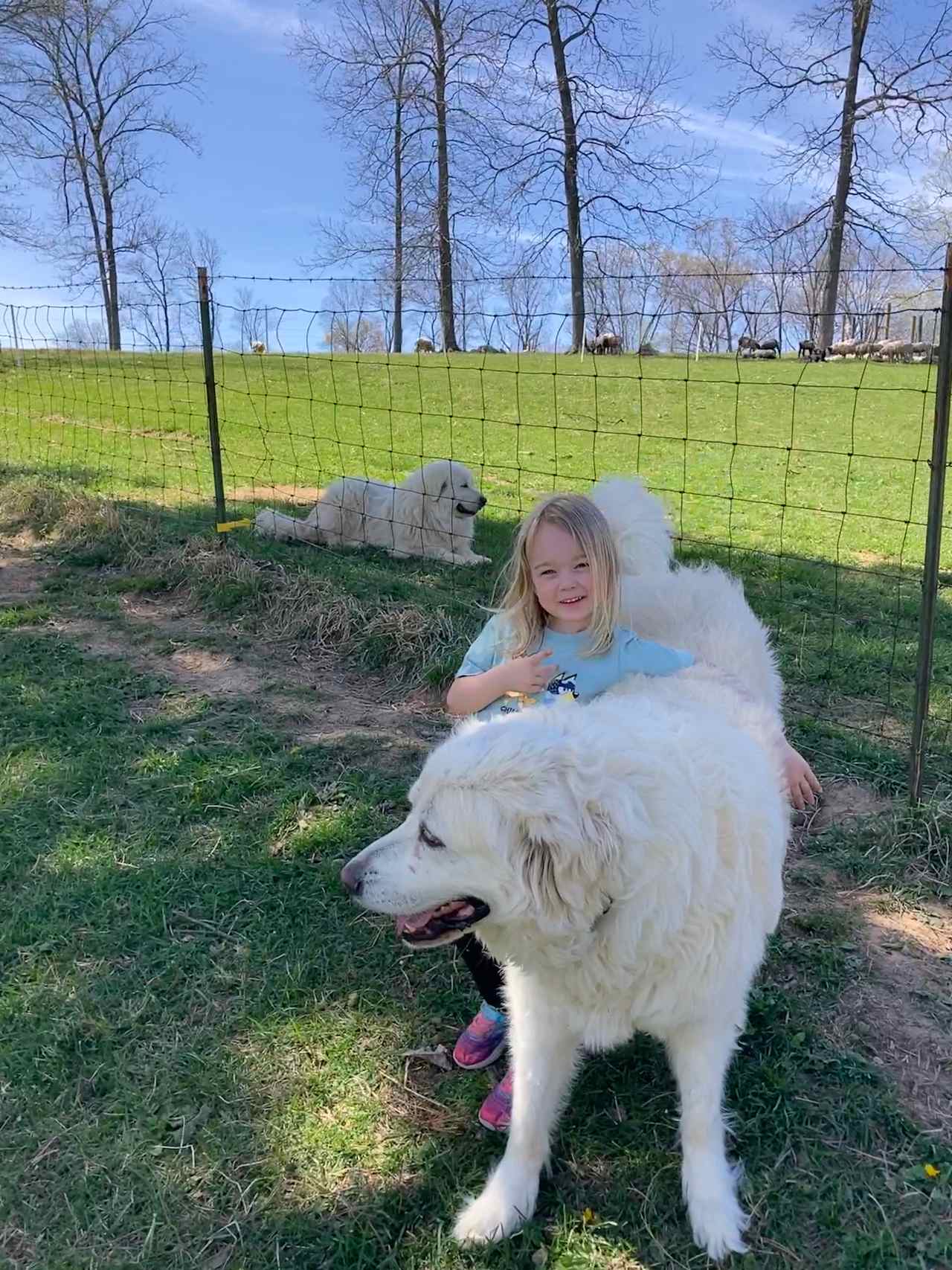 Scottish Highland Cattle Ranch