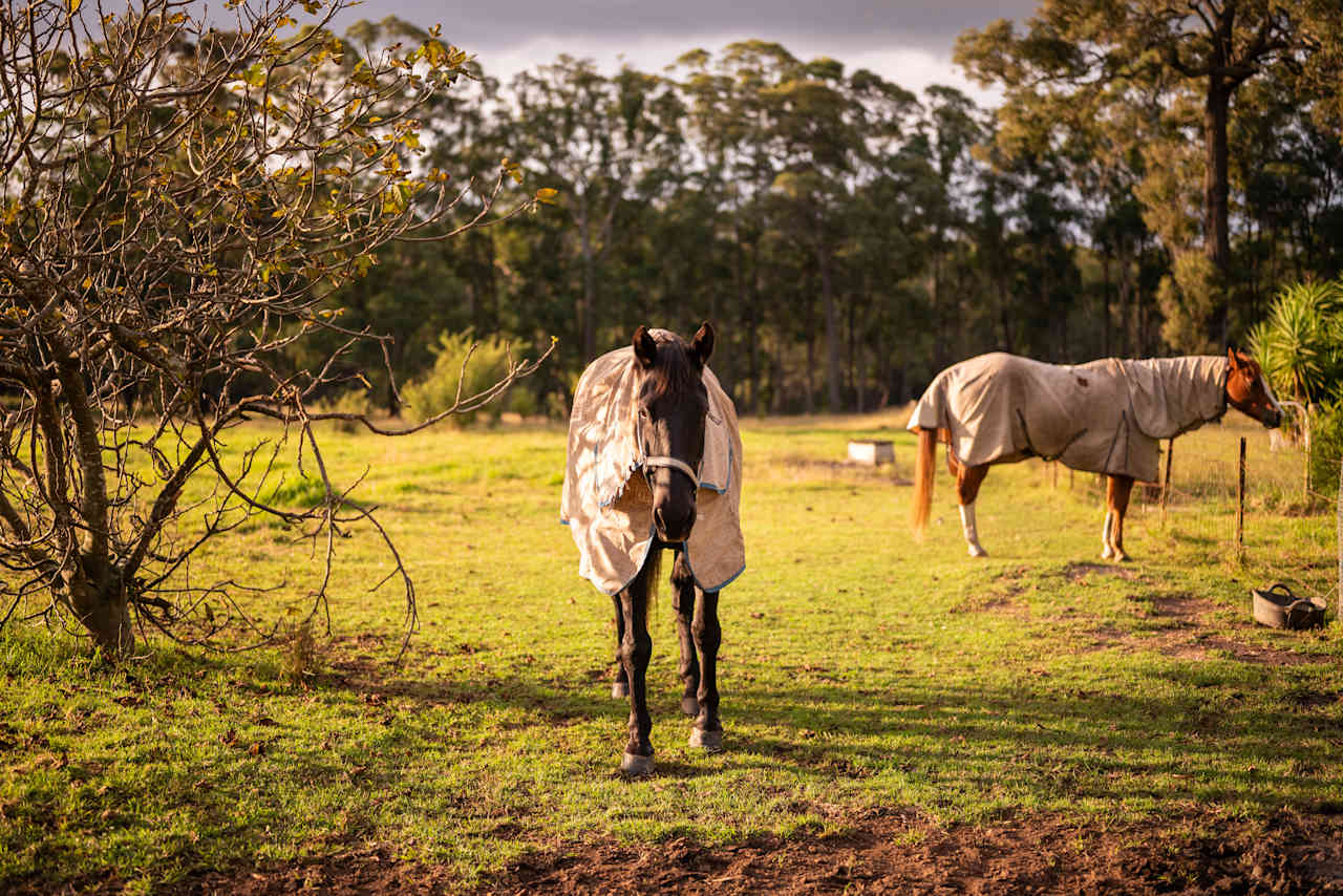 Friendly horses can be found here too! 