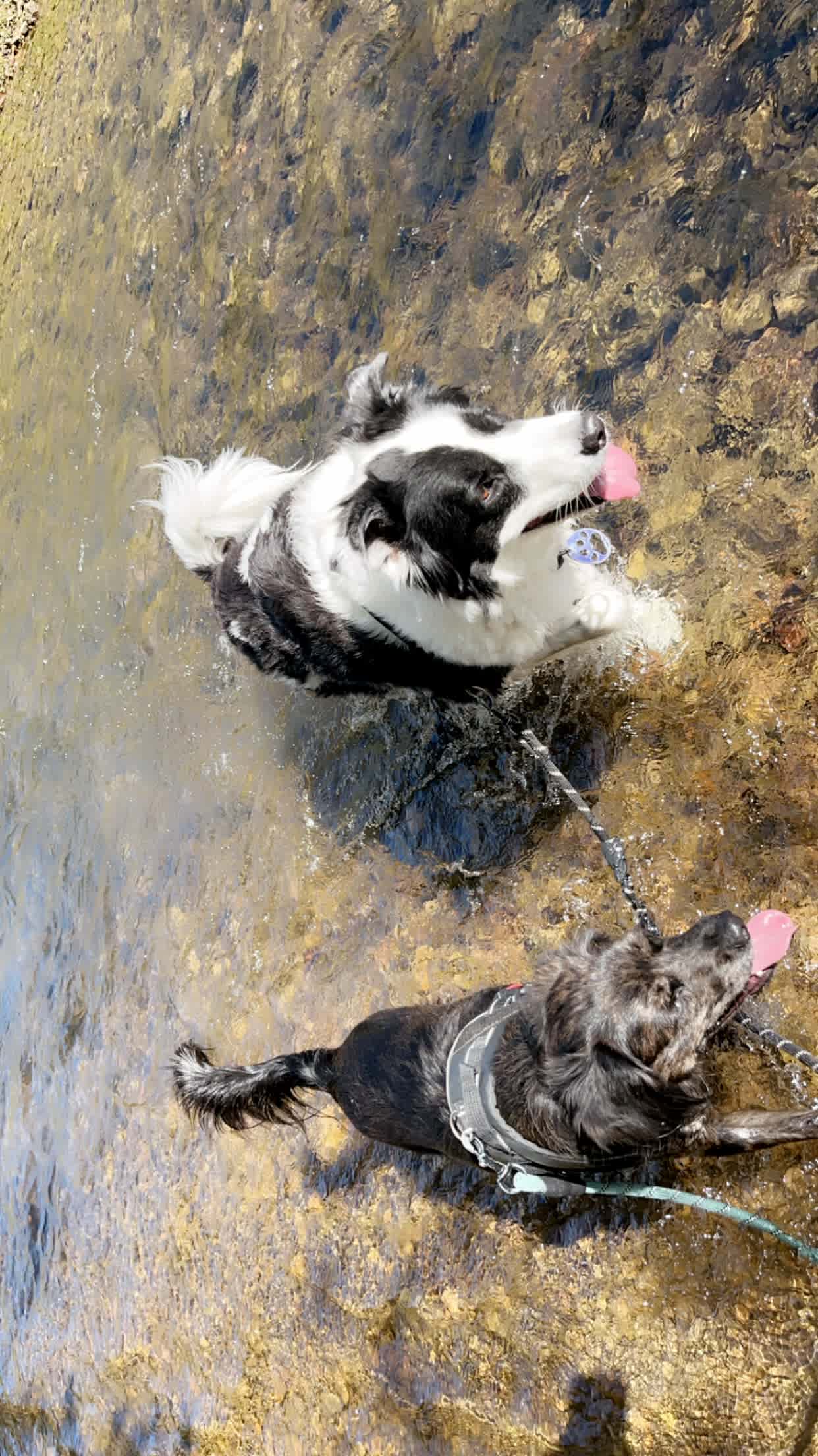 Enjoying a nearby river to cool off in the afternoon heat!