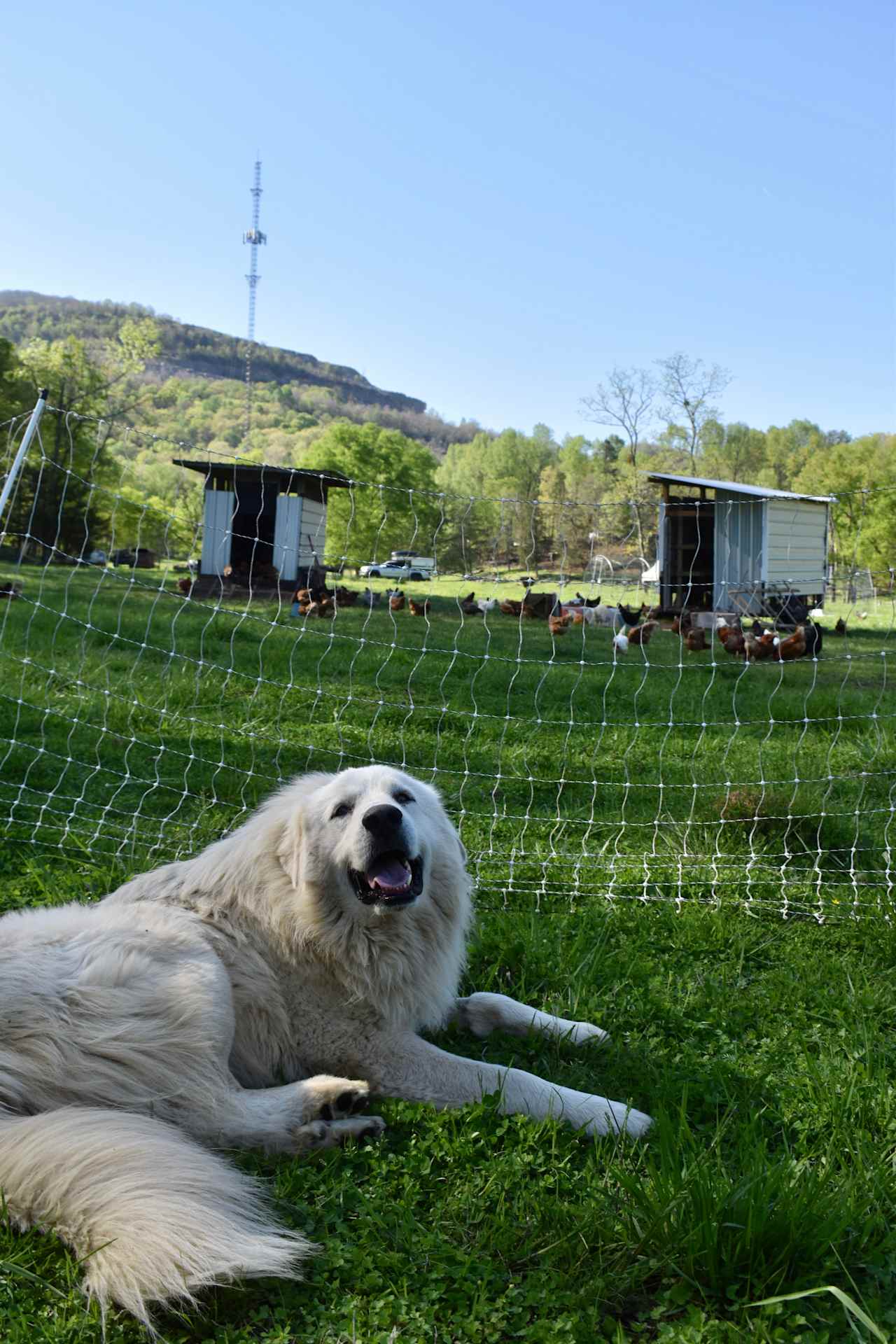 Quail Run Farm