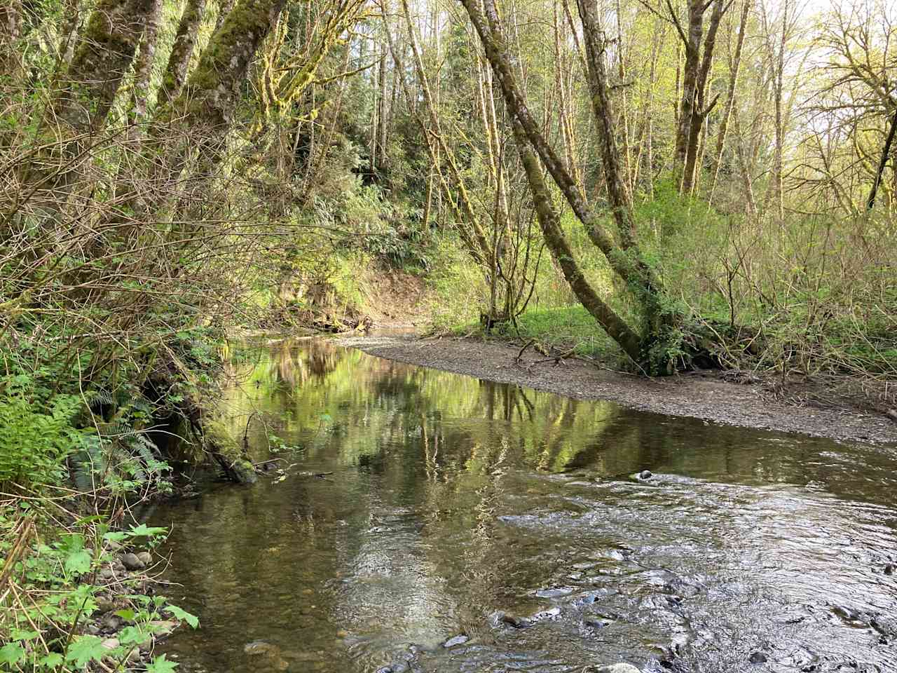 Salt Creek Cedars