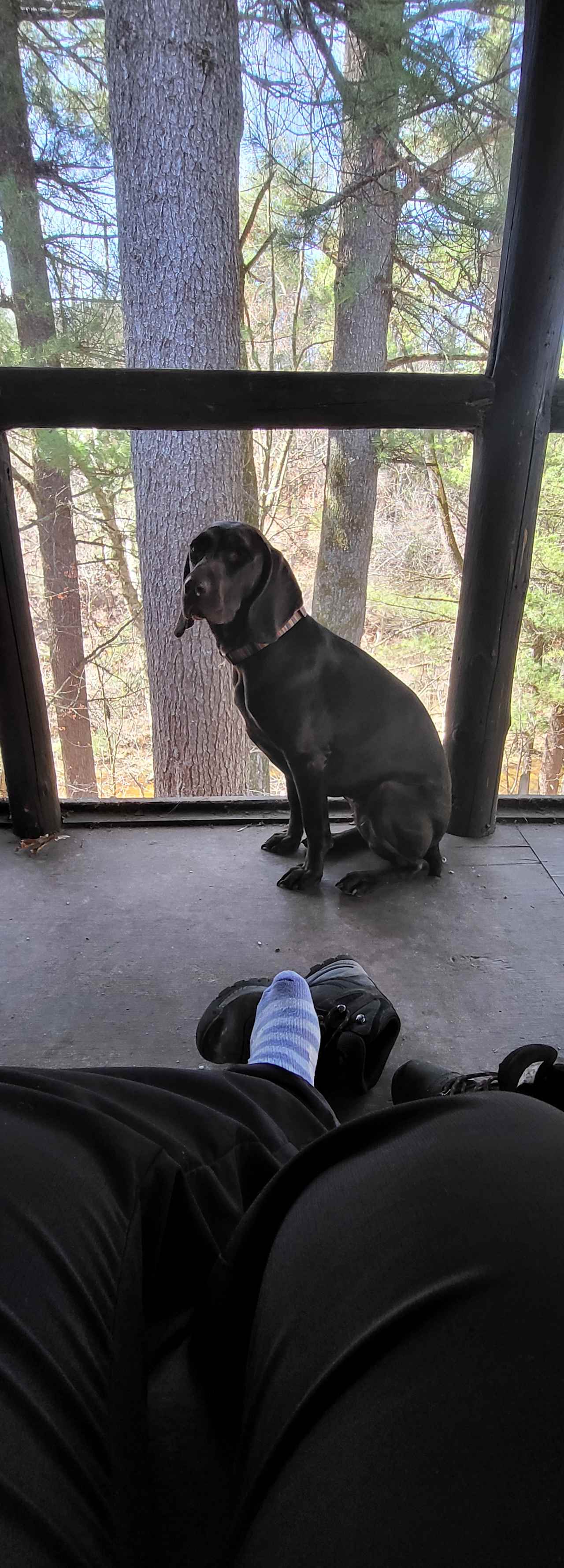 My dog loves the screen porch!