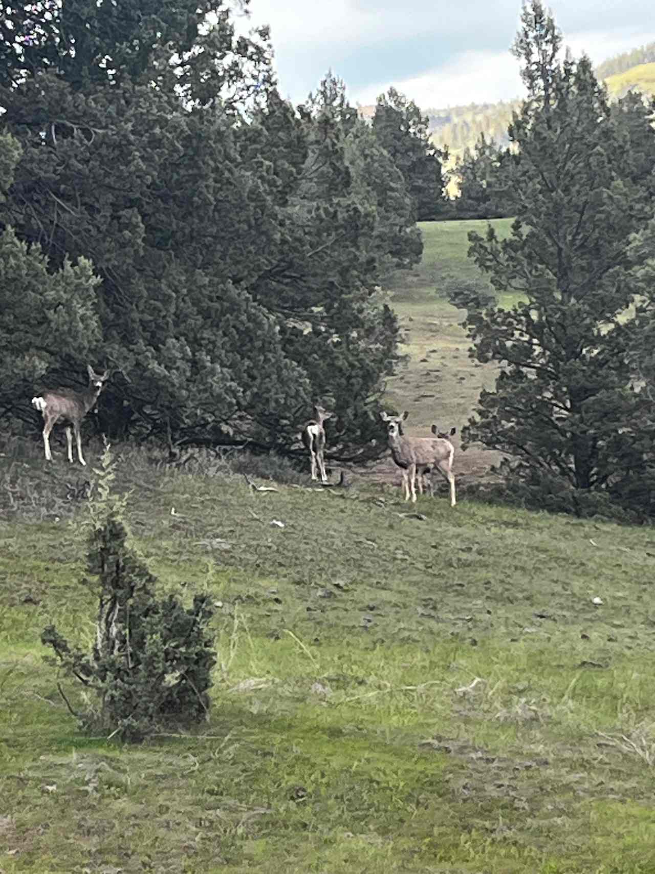 Rimrock Springs Farms