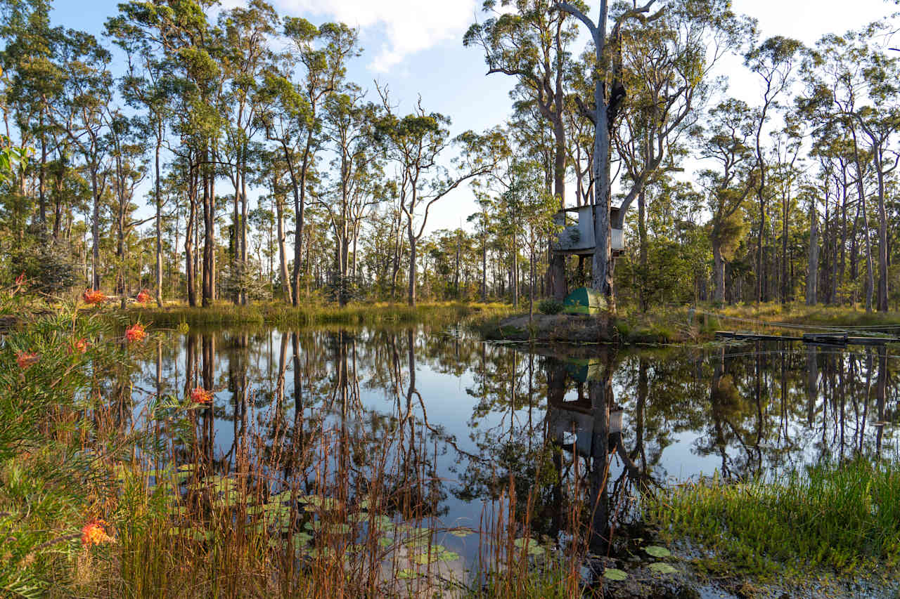 Peaceful Pond