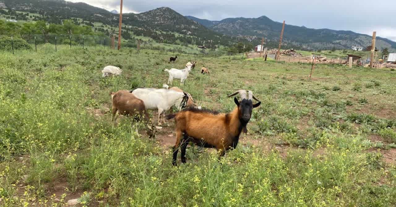 Homestead Farm Lyons