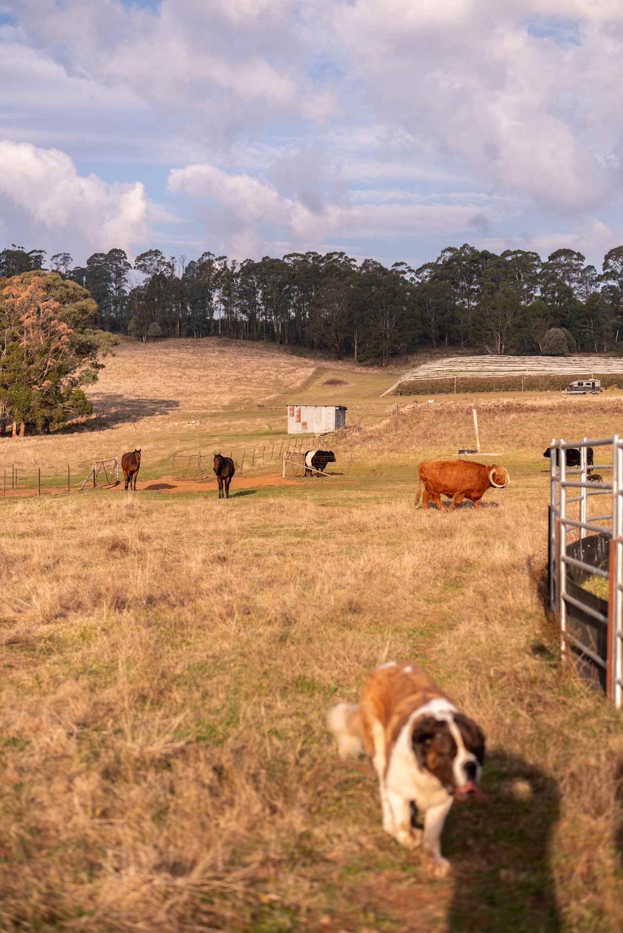 The locals 🐮 🐶 🐴 