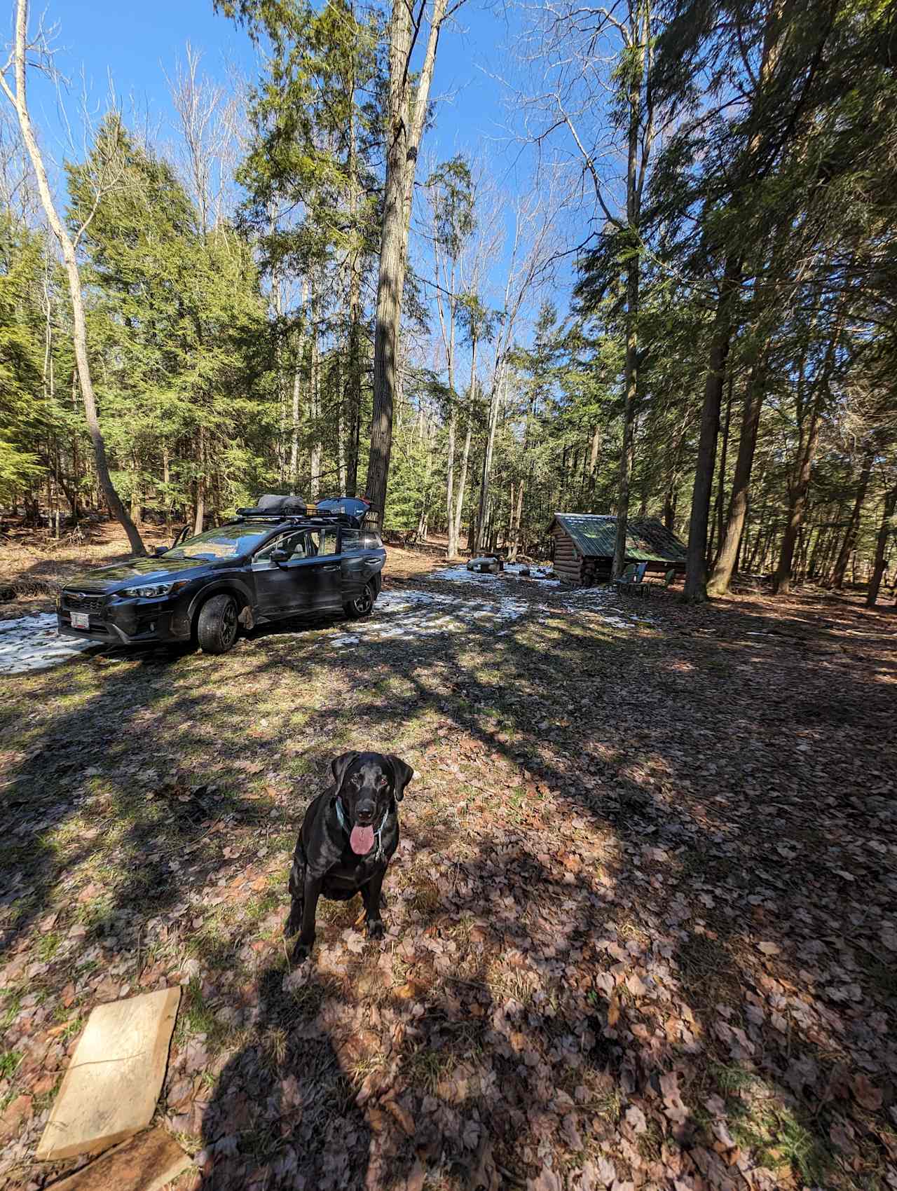 Lean-to in quiet forest