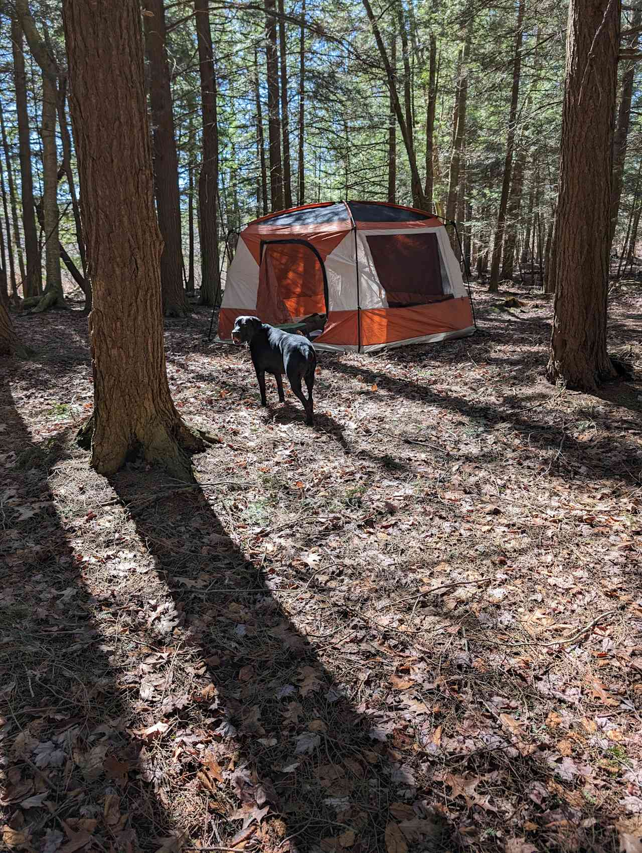 Lean-to in quiet forest