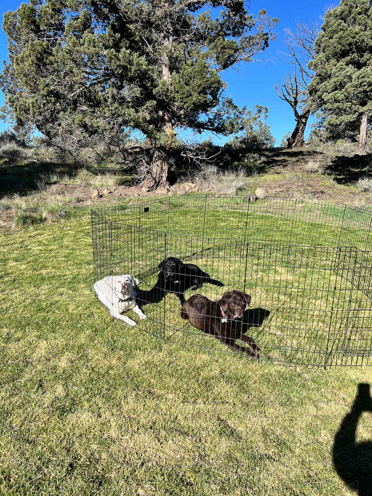 The boys chilling in the morning sun