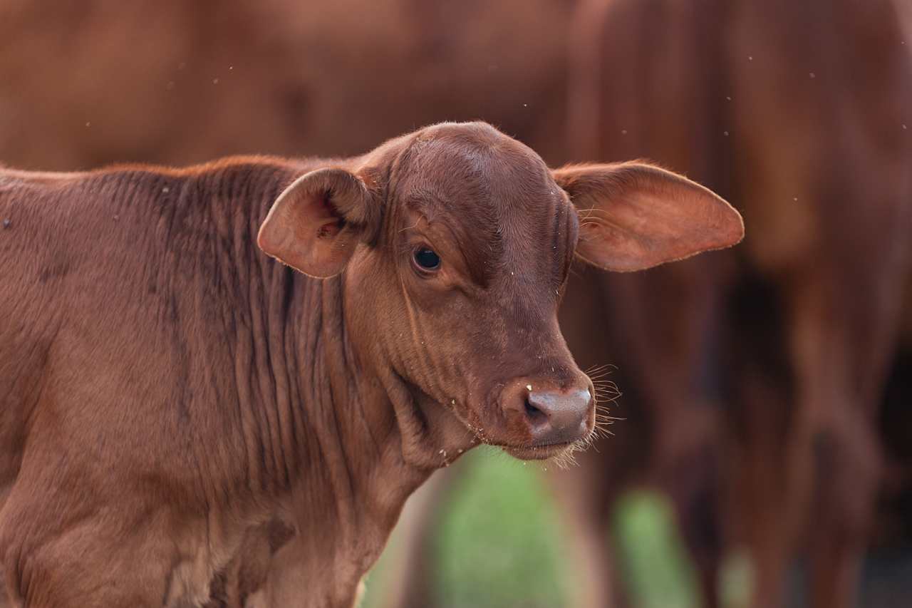 Daisy the calf