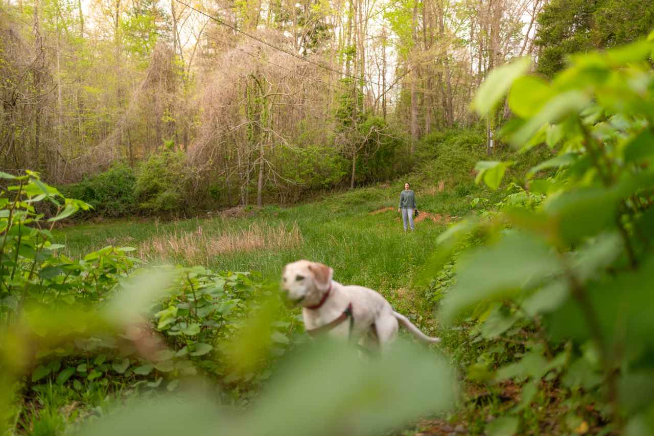 The meadow adjacent to the site was handy for letting our some energy. The host let us know we could go one dog off-leash at a time, since it was so quiet at the time.