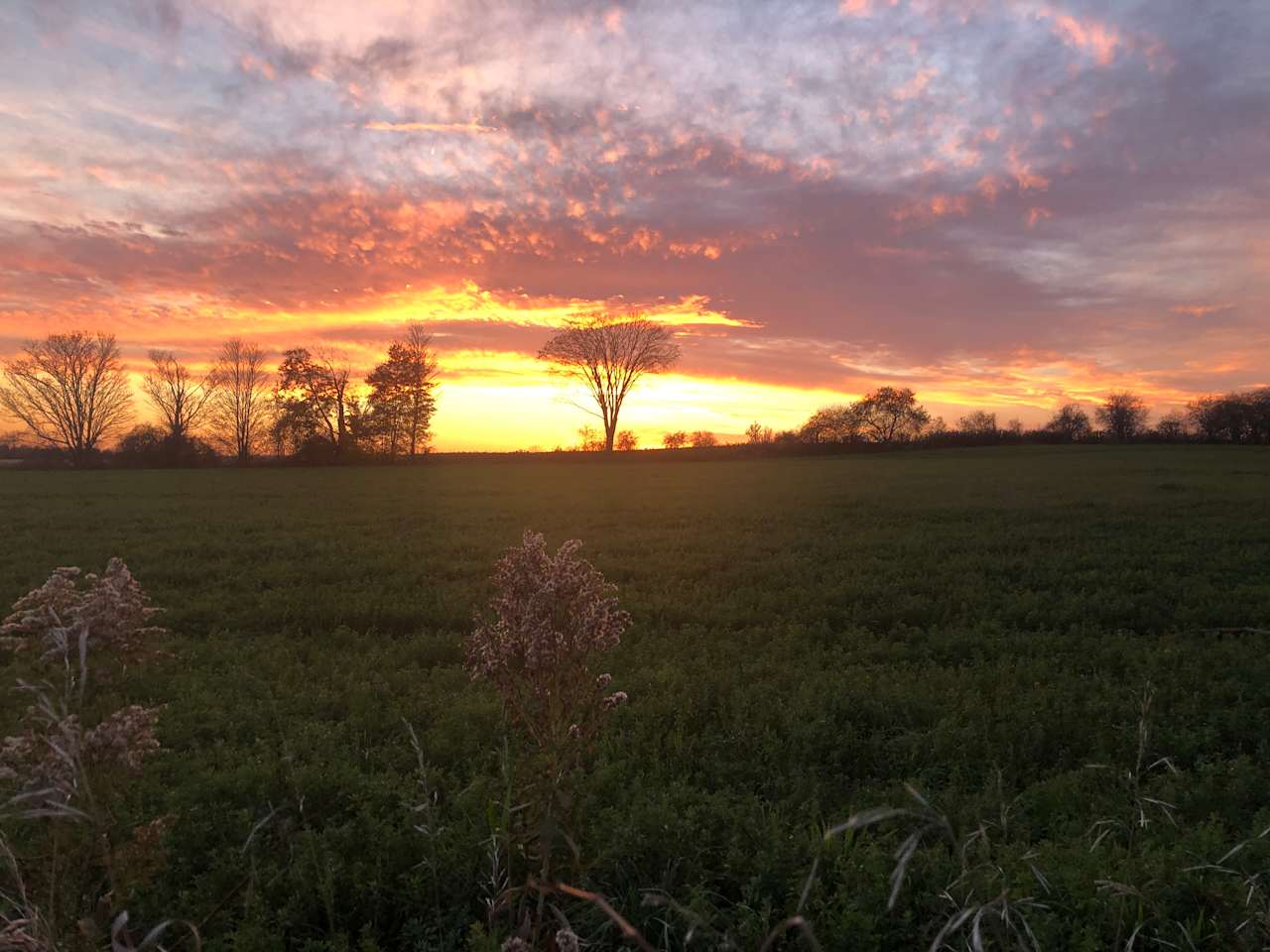 Maple Glen Farms