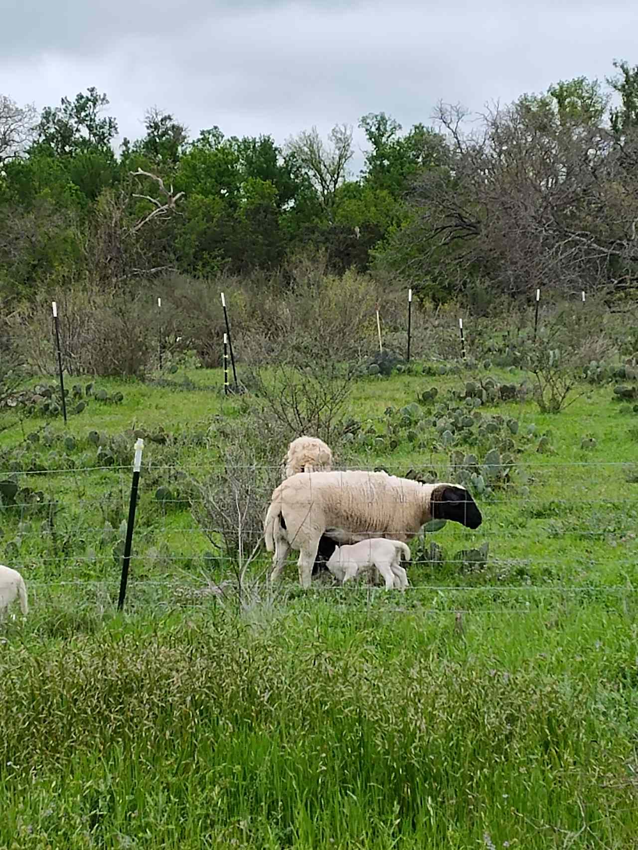 Juniors Texas Hwy 16 Homestead