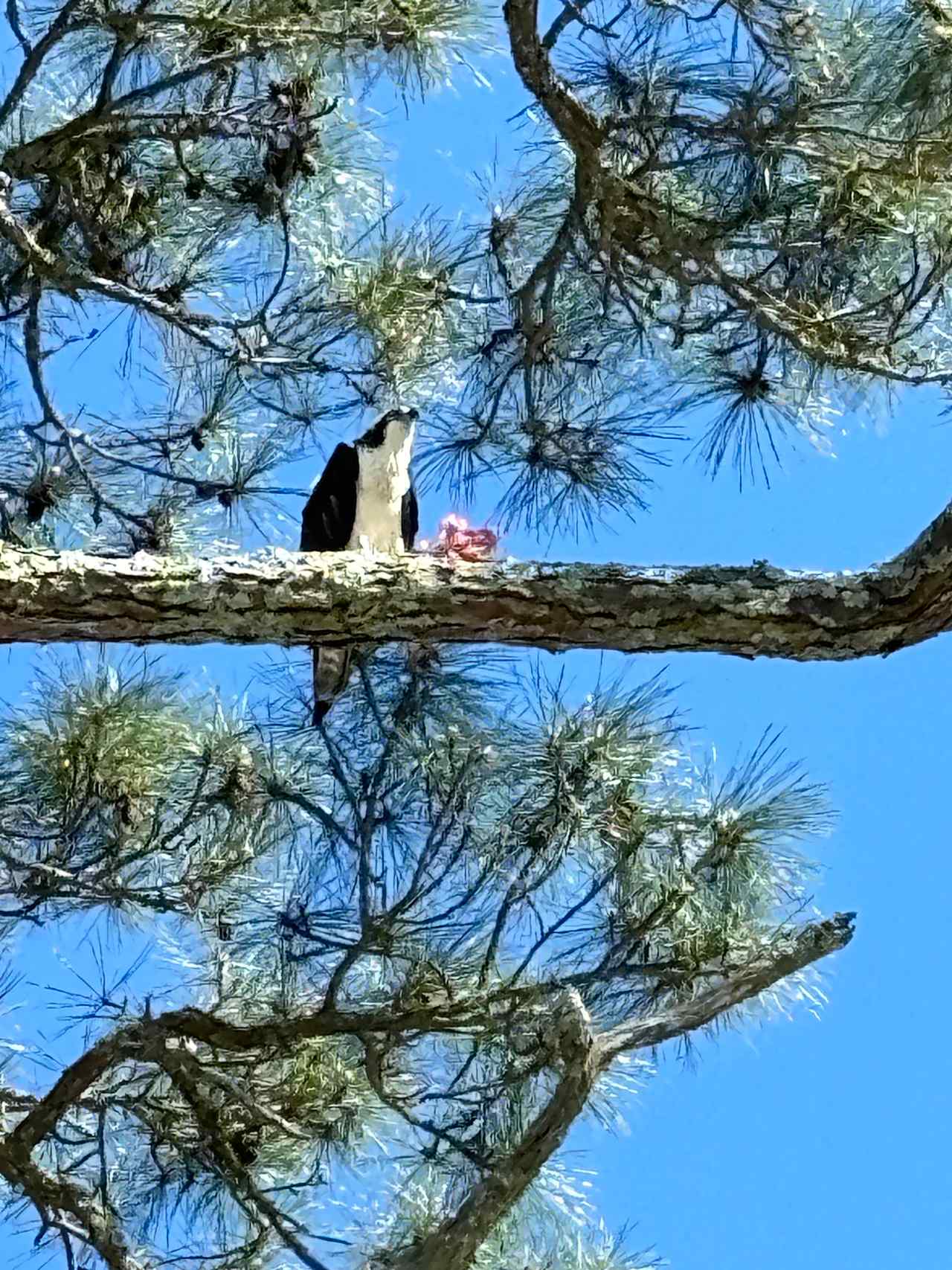 Watched him eat his dinner from the campsite.