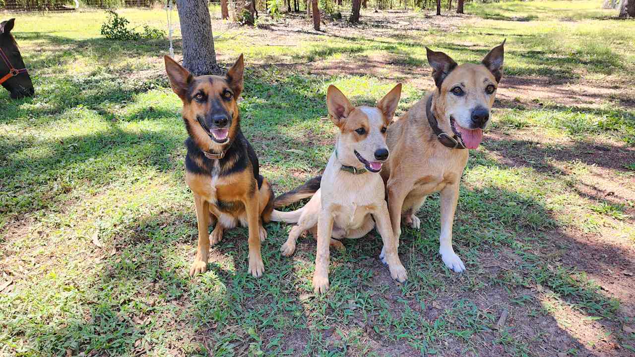 Luna, Rip and Max - always ready for a pat.