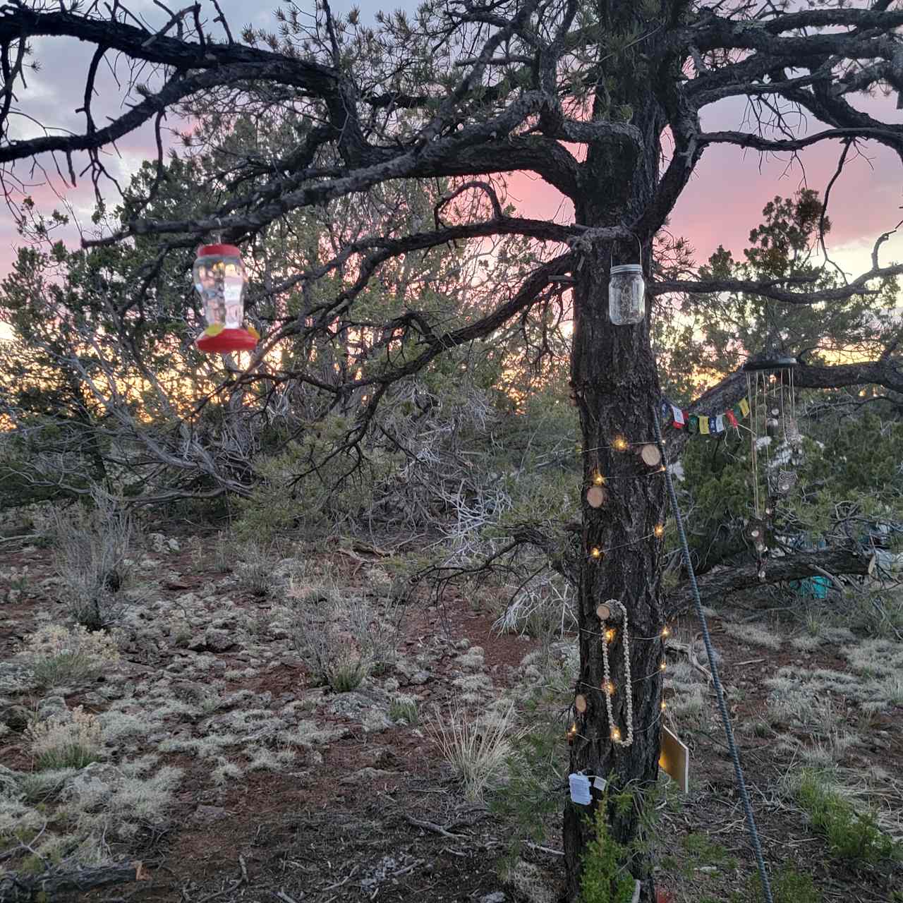 Wampum Tree Camp