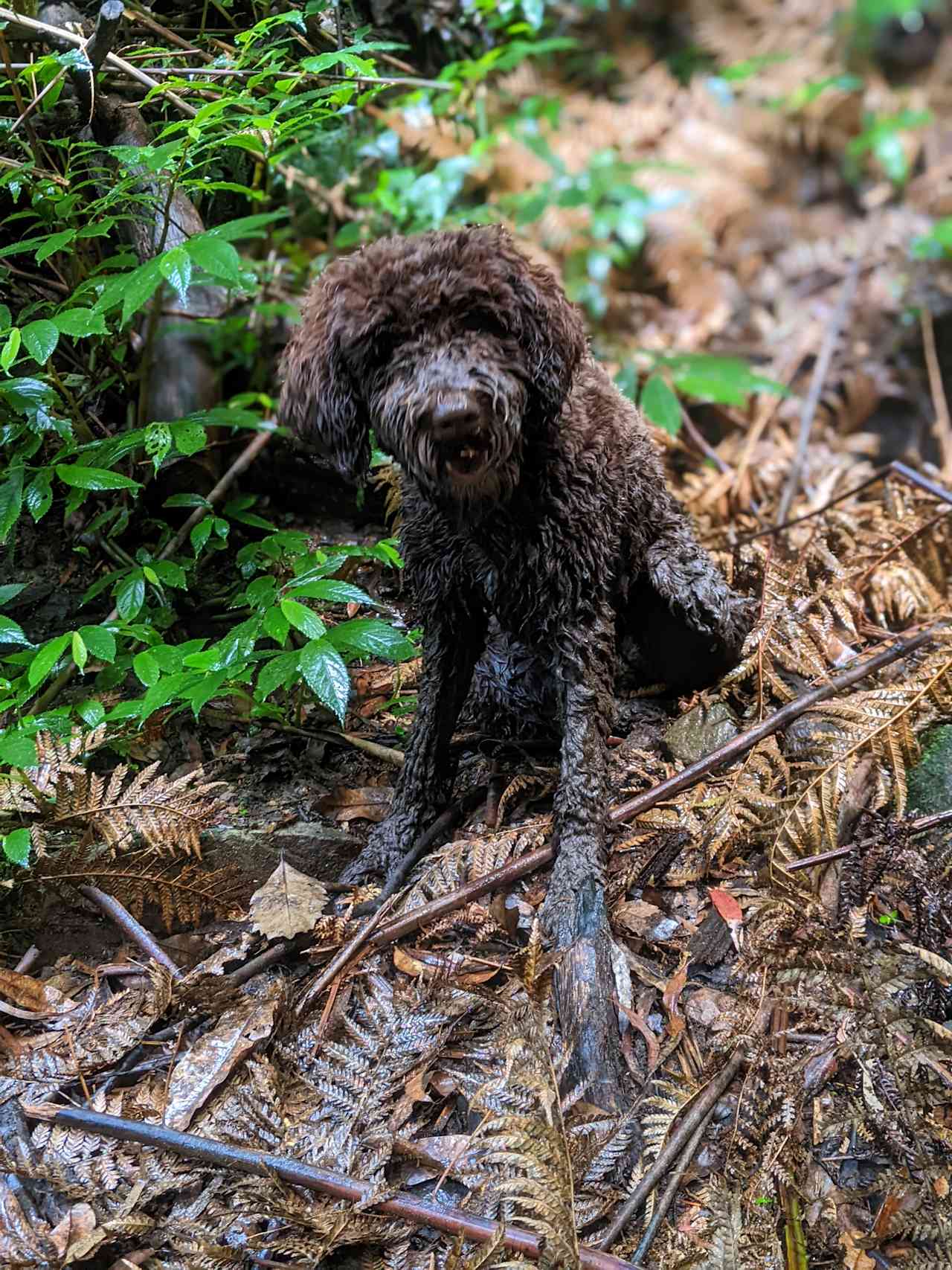 Wet from the waterfall 💦