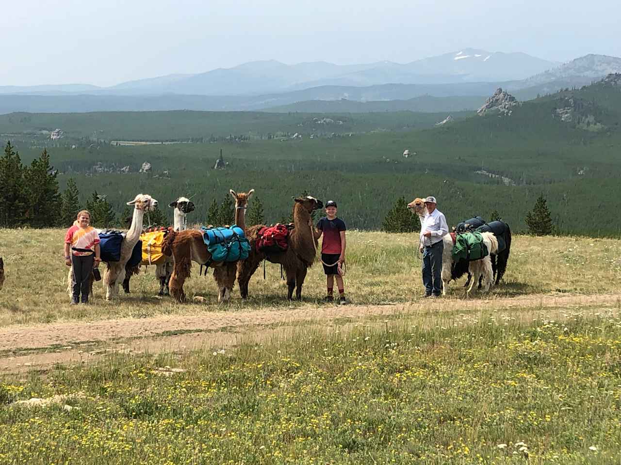 Cloud Peak Llama and alpaca ranch