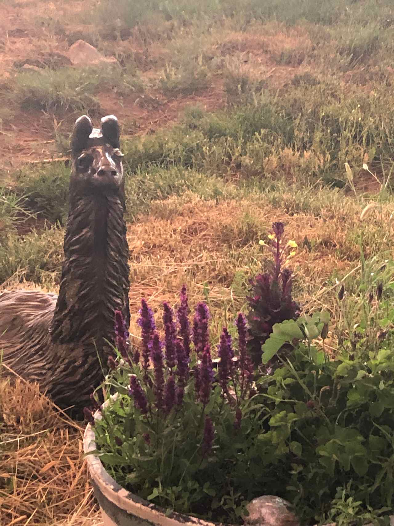 Cloud Peak Llama and alpaca ranch