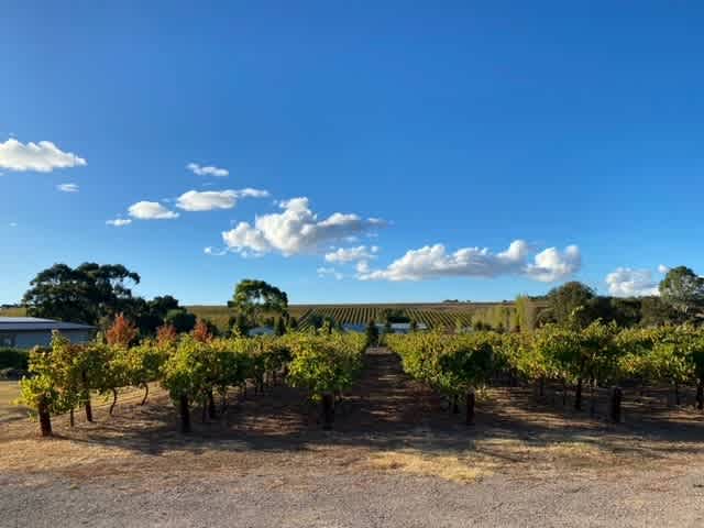 McLaren Vale Vineyard