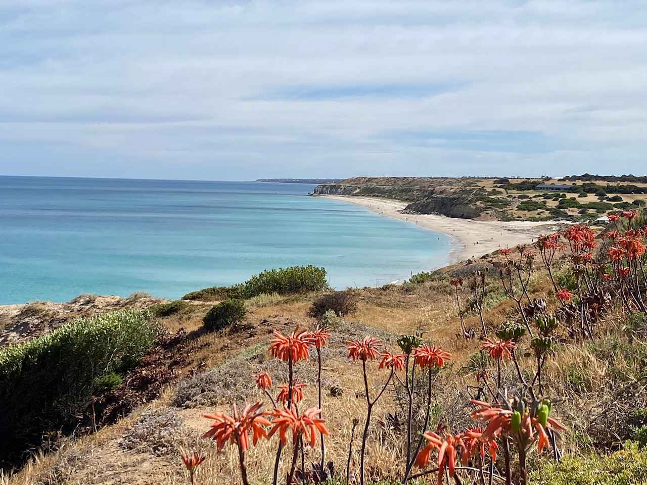 McLaren Vale Vineyard