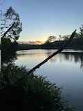 Kotuku on Oyster Creek