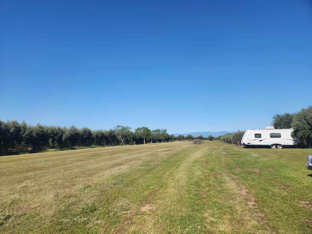 Olive Camp