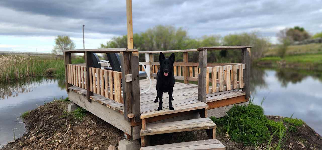 One of our dogs on the nice dock that's in the pond