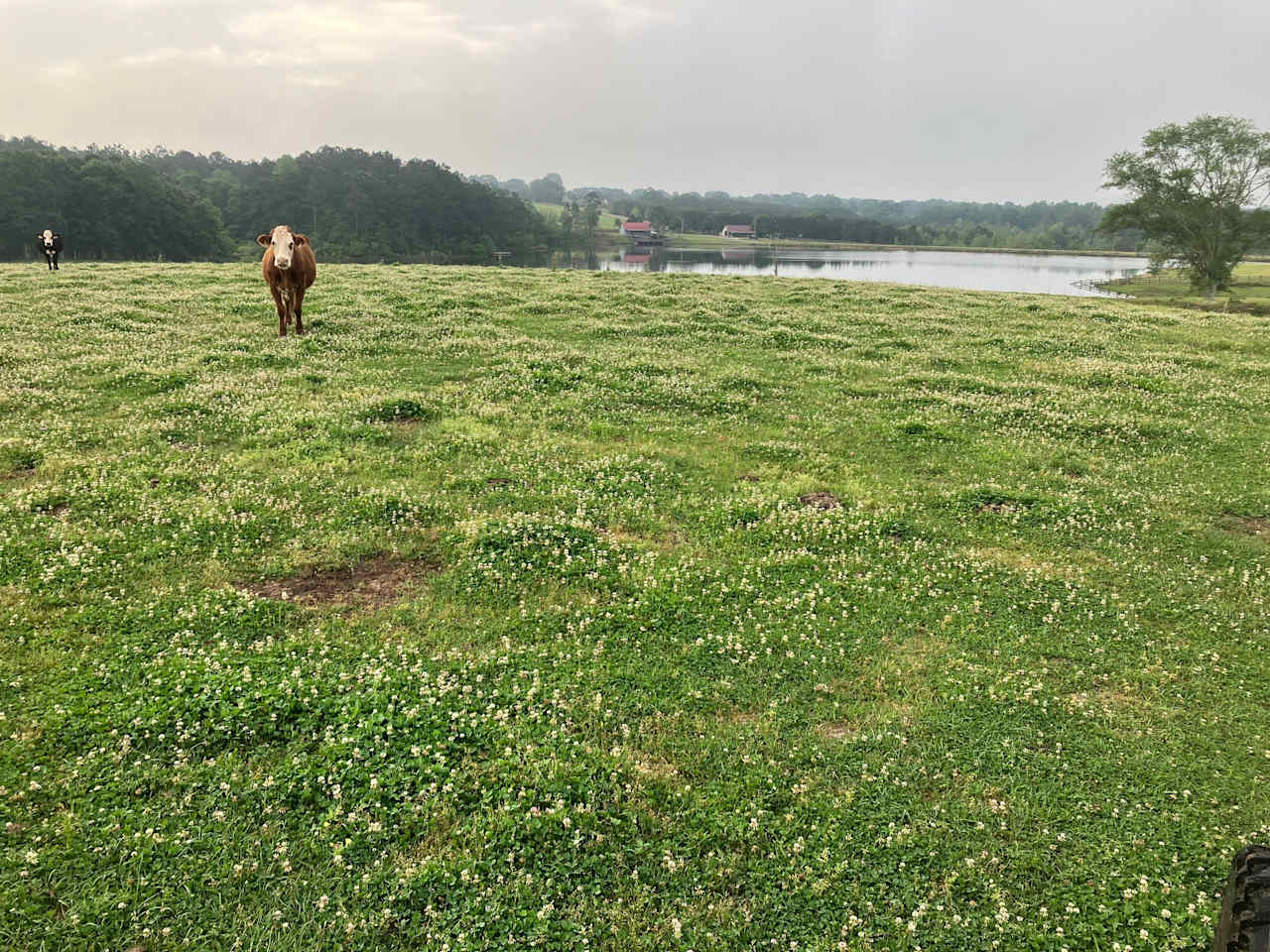 Cooley Cattle Farm