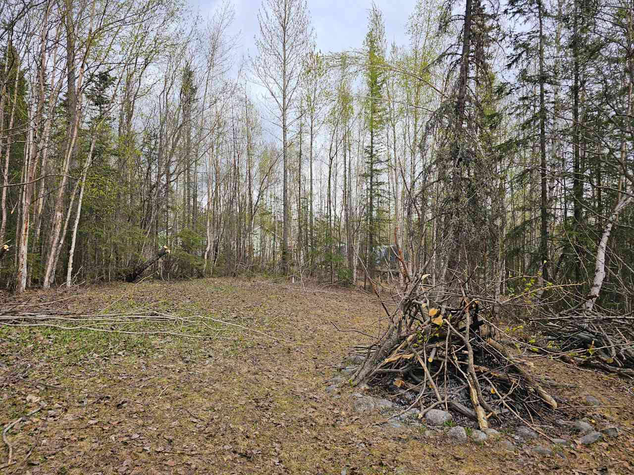 Wasilla Woods