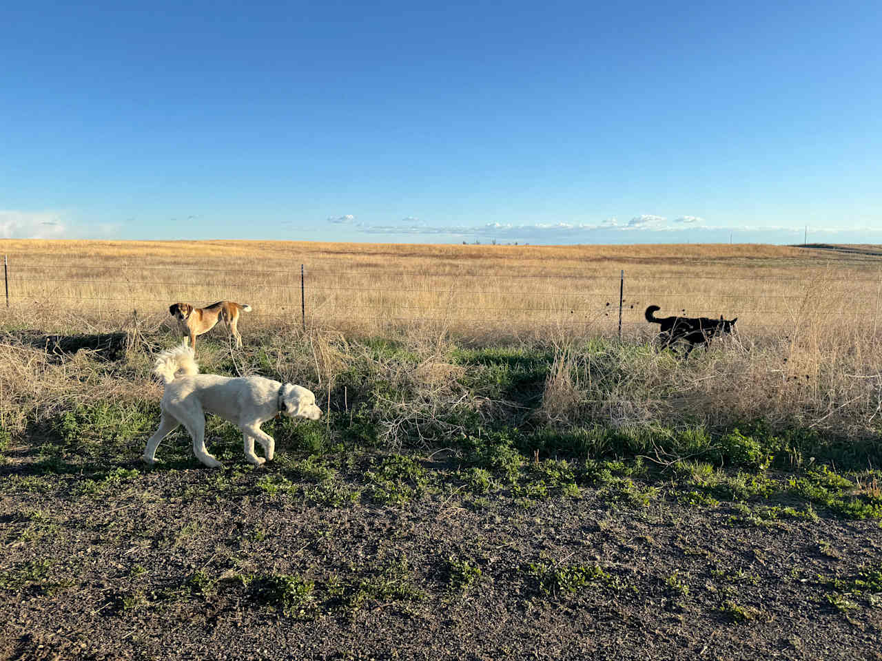 happy pups