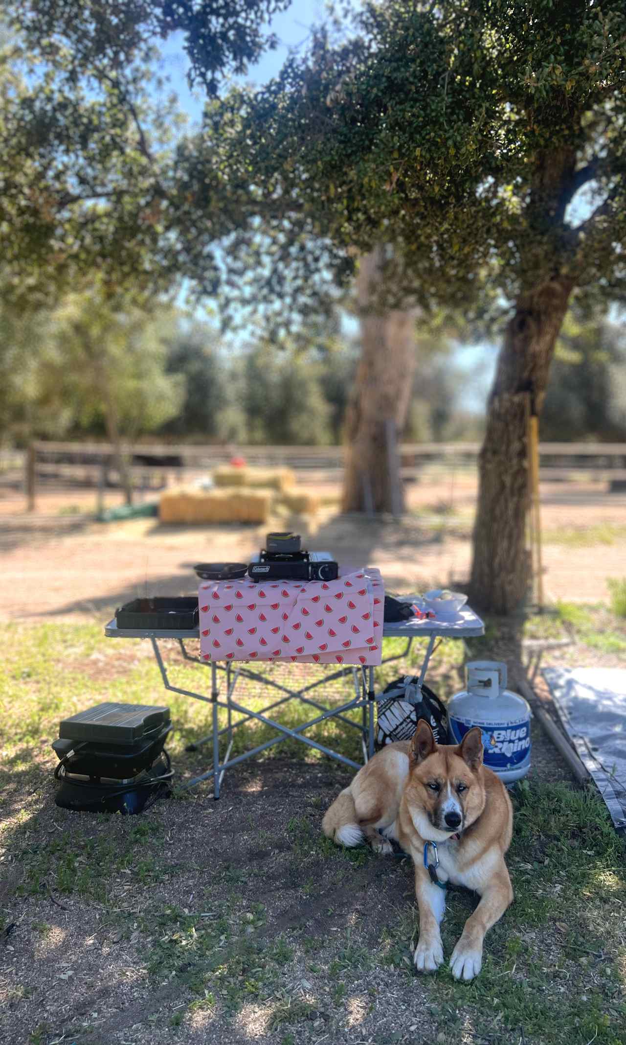 Enjoying the shaded trees while we prep for dinner