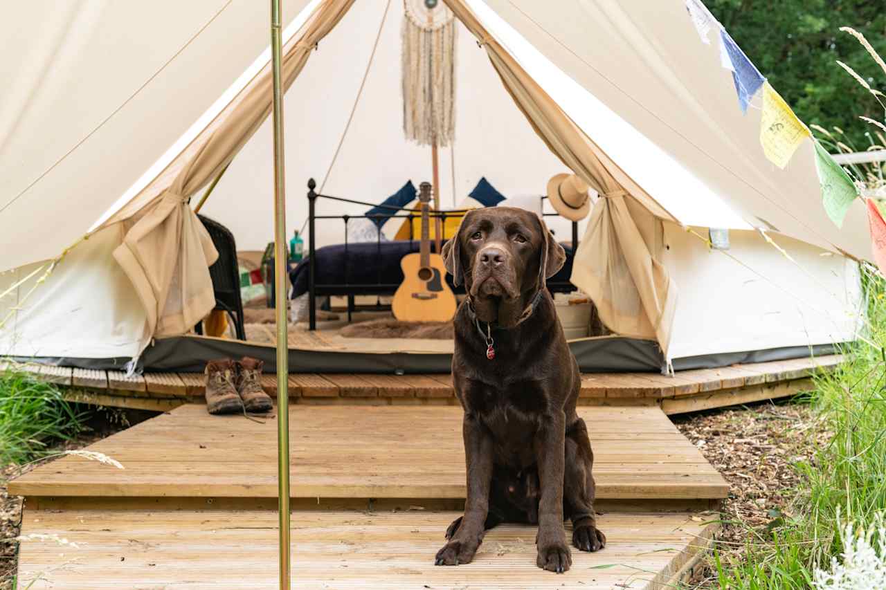 Just One Bell Tent