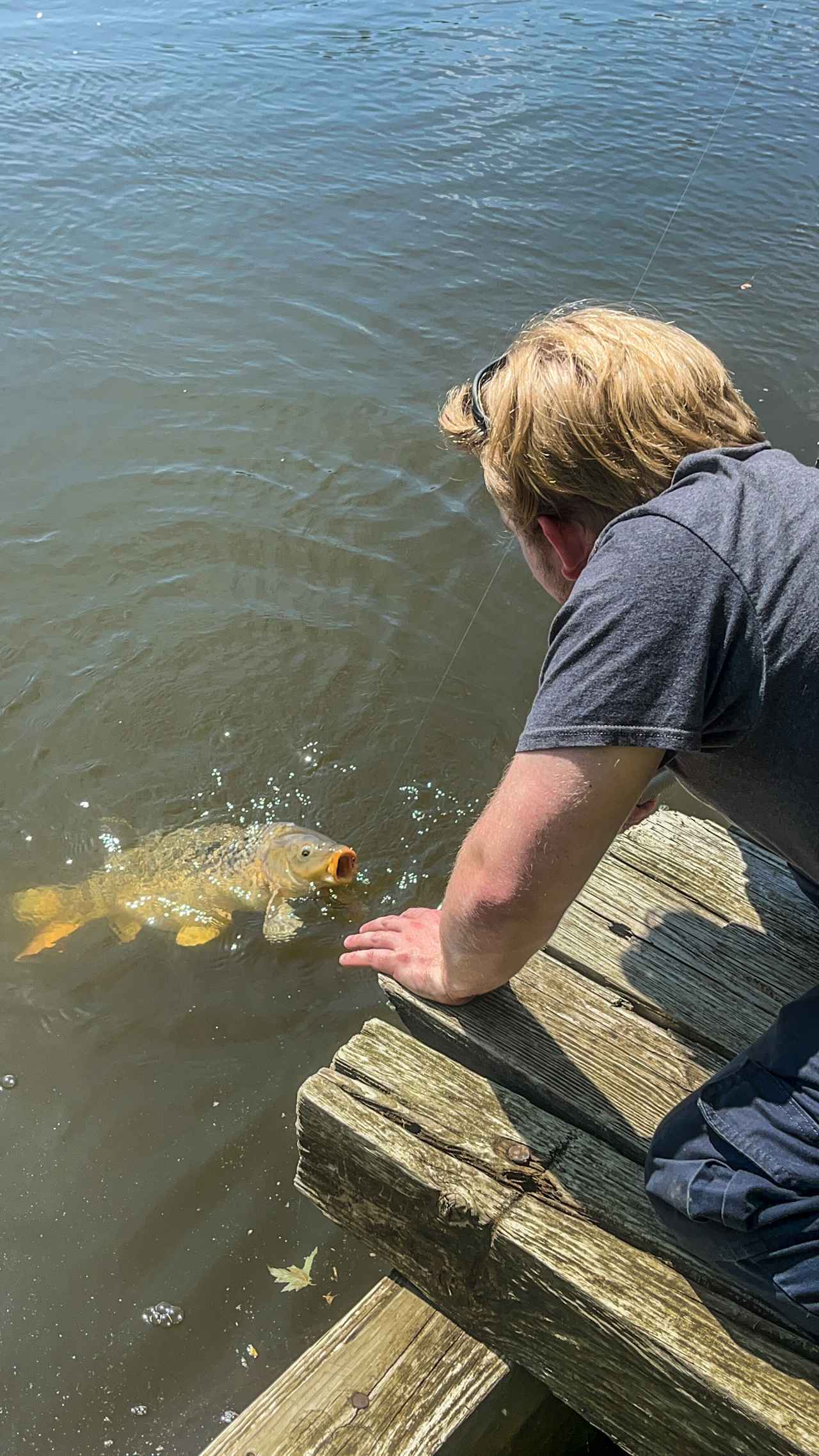 Biggest Carp we have ever caught