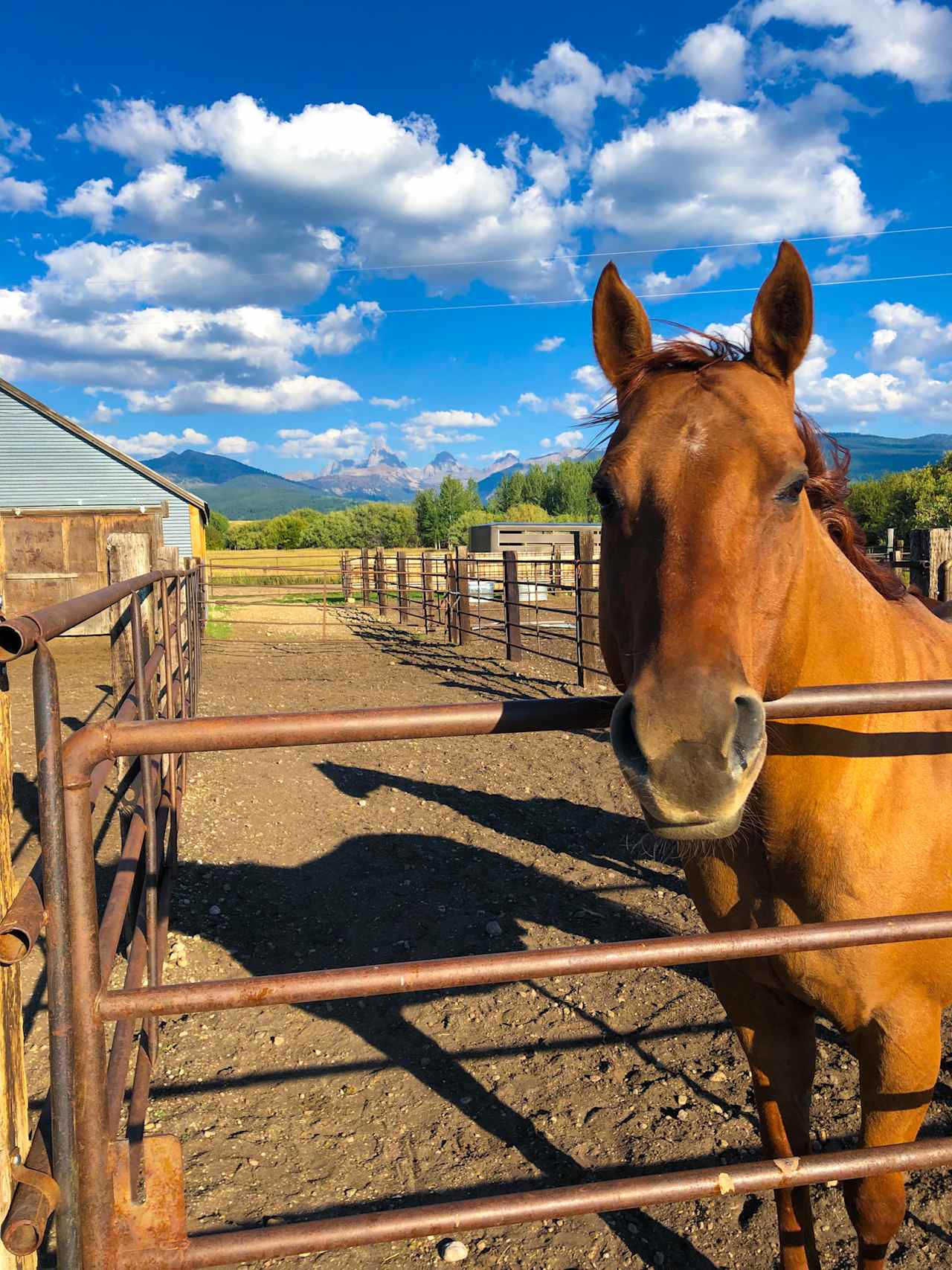 Ranchita Corazon of the Tetons