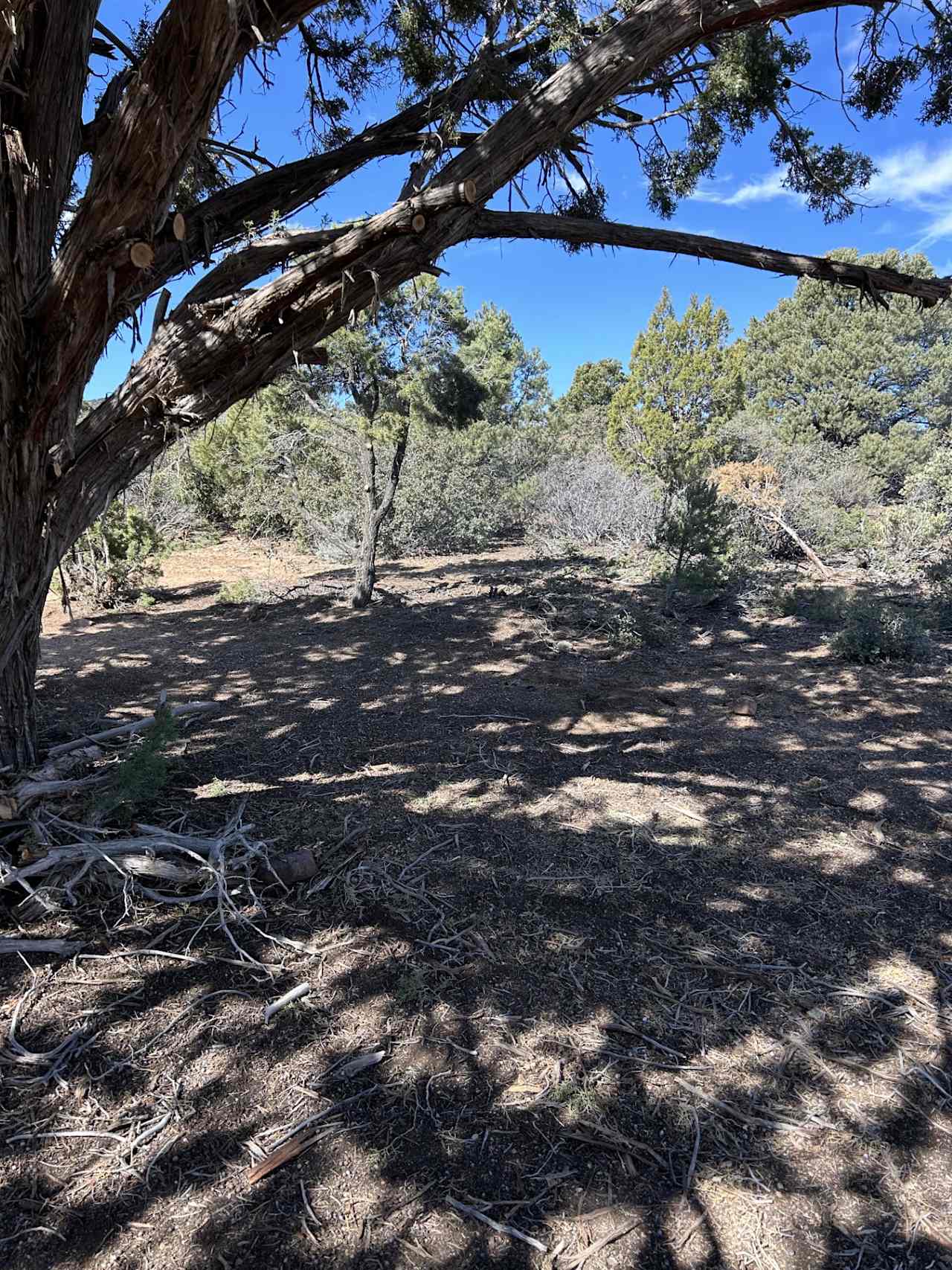 Juniper tree camp