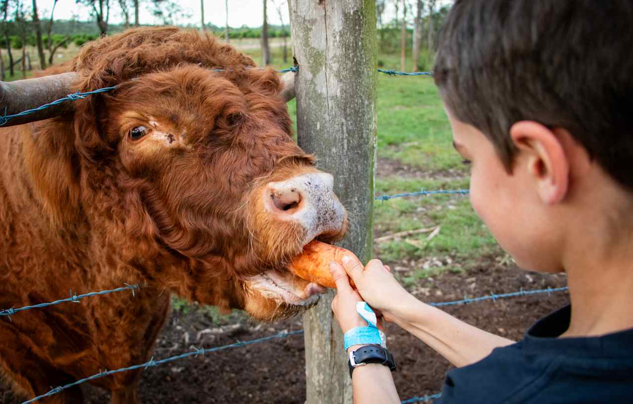 Feed Kelvin the big bull.