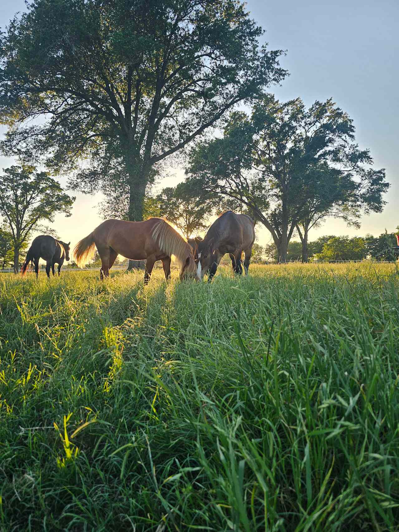 Triple C Ranch