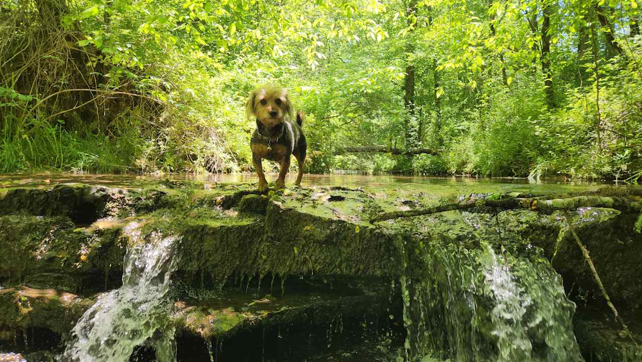 Reed Creek Campsites