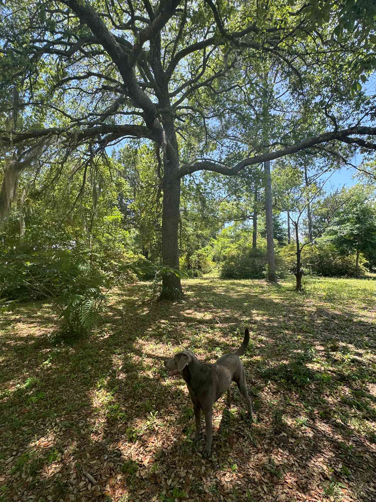 Part of the property right next to the site that you 
could walk the dogs around.