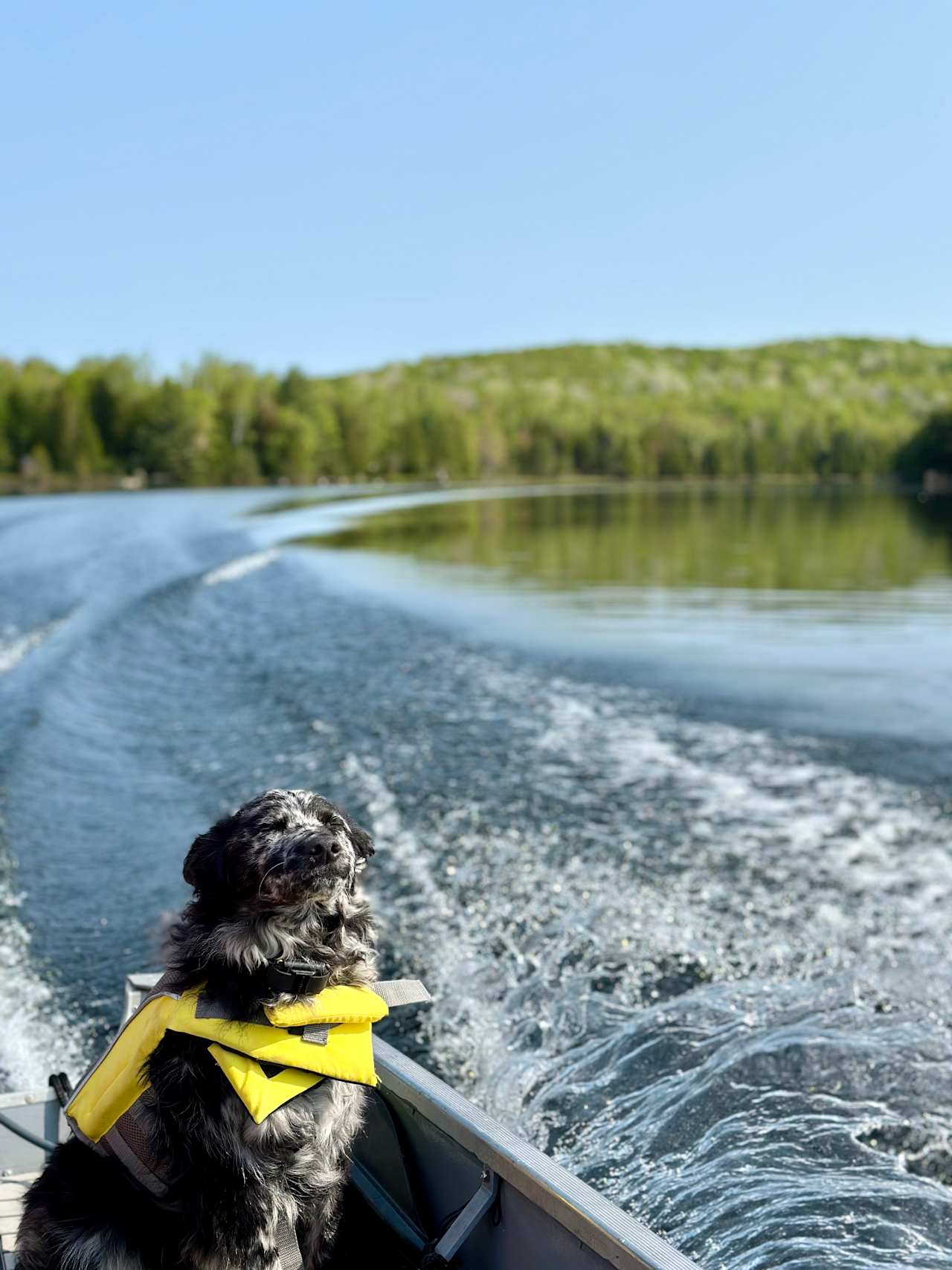 Energetic pup and the boat!