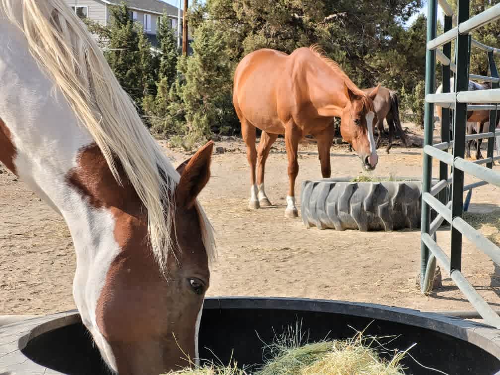 Wildhorse Camp Cabins